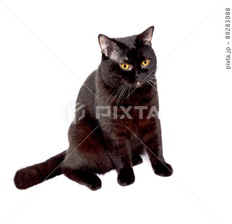 British black cat sitting on a white background, isolated image British black cat sitting on a white background, isolated image 89283988