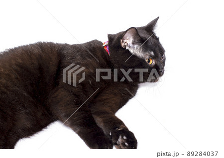 chocolate Scottish cat in a collar lying on a white background, isolated image, chocolate Scottish cat in a collar lying on a white background, isolated image, 89284037