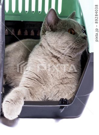 ready for transportation british cat looks out of an open door inside a cat carrier with its paw out ready for transportation british cat looks out of an open door inside a cat carrier with its paw out 89284038