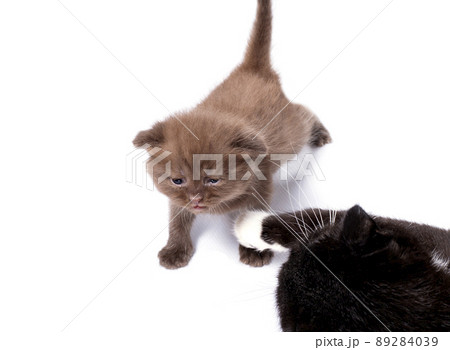 scottish cinnamon colored kitten playing with a cat, isolated image 89284039