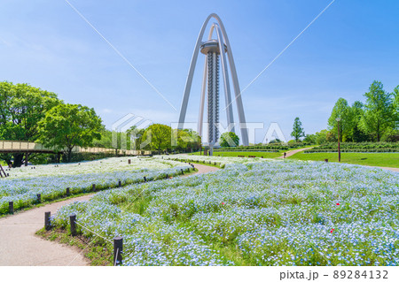 138タワーパーク、満開のネモフィラ〈愛知県一宮市〉 89284132