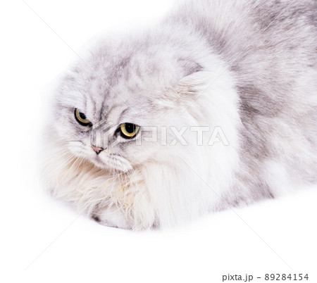 fold longhair Highland scottish cat silver chinchilla lying on a white background fold longhair Highland scottish cat silver chinchilla lying on a white background 89284154