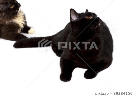 British cat and a black-colored cat lying on a white background, isolated image 89284156