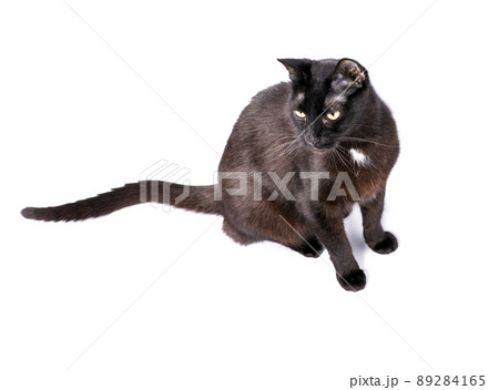 black slender shorthair cat with green eyes sitting on a white background black slender shorthair cat with green eyes sitting on a white background 89284165