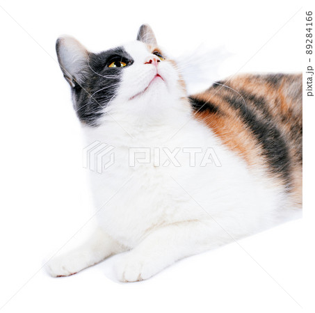 portrait close-up of a bright beautiful tricolor cat on a white background, isolated image portrait close-up of a bright beautiful tricolor cat on a white background, isolated image 89284166