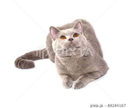 beautiful looking up Scottish cat with orange eyes lying on a white background beautiful looking up Scottish cat with orange eyes lying on a white background 89284167