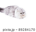 longhair Highland light image fluffy scottish cat silver chinchilla lying on a white background 89284170