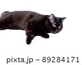beautiful chic Scottish-British cat and a black-colored cat lying on a white background 89284171