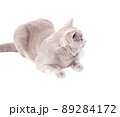 Scottish cat fawn lilac lying on a white background, isolated image 89284172