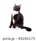 scottish straight cat black bicolor color sitting on a white background, isolated image, 89284173