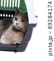 fawn Scottish cat is resting inside a cat carrier 89284174