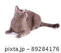 fawn Scottish straight cat with orange eyes lying on a white background, isolated image 89284176