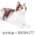 beautiful tricolor cat close-up front view on white background, isolated image 89284177