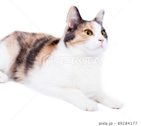 beautiful tricolor cat close-up front view on white background, isolated image 89284177