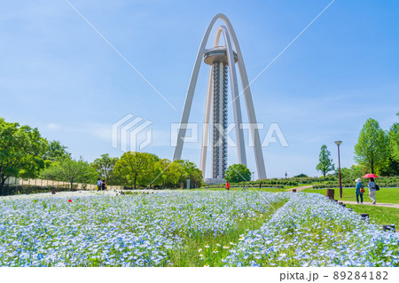 138タワーパーク、満開のネモフィラ〈愛知県一宮市〉 89284182