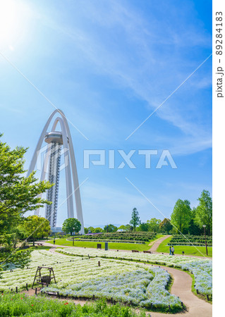 138タワーパーク、満開のネモフィラ〈愛知県一宮市〉 89284183