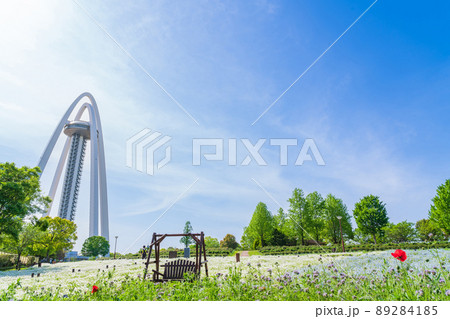 138タワーパーク、満開のネモフィラ〈愛知県一宮市〉 89284185