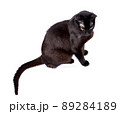 black slender cat sitting on a white background, isolated image 89284189
