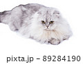 Highland  fluffy scottish cat silver chinchilla lying on a white background 89284190