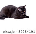 chic Scottish-British cat and a dark black-colored cat lying on a white background 89284191