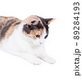 beautiful tricolor cat front view on white background, isolated image 89284193