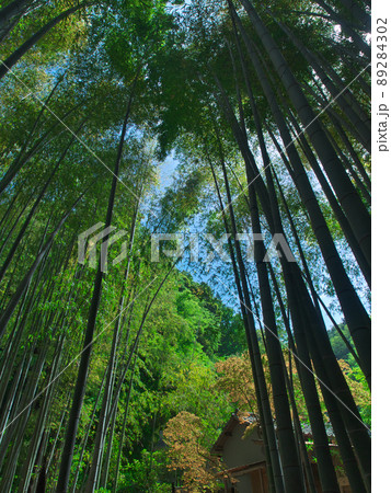緑鮮やかな春の竹林 89284302