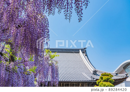 竹鼻別院、満開の藤〈岐阜県羽島市〉 89284420
