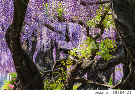 竹鼻別院、満開の藤〈岐阜県羽島市〉 89284421