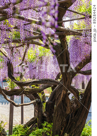 竹鼻別院、満開の藤〈岐阜県羽島市〉 89284424