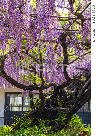 竹鼻別院、満開の藤〈岐阜県羽島市〉 89284425