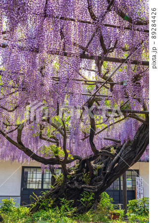 竹鼻別院、満開の藤〈岐阜県羽島市〉 89284426