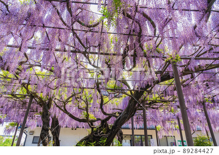 竹鼻別院、満開の藤〈岐阜県羽島市〉 89284427