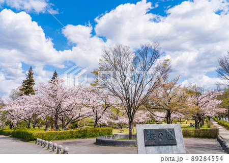 春の平和公園、満開の桜〈愛知県名古屋市〉 春の平和公園、満開の桜〈愛知県名古屋市〉 89284554
