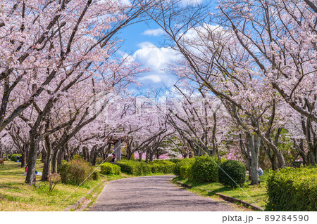 春の平和公園、満開の桜〈愛知県名古屋市〉 春の平和公園、満開の桜〈愛知県名古屋市〉 89284590