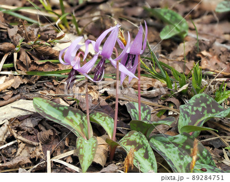 自生するカタクリの花 自生するカタクリの花 89284751
