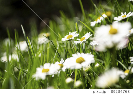 White daisies in the field, field white daisies in the meadow.. 89284768