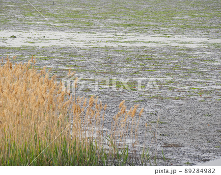 干潟4 89284982