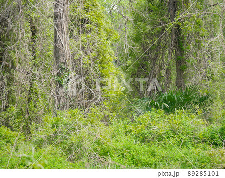 茂み1 茂み1 89285101