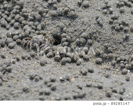 干潟のカニ3　コメツキガニ 89285147