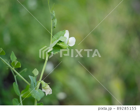 絹さや1　花 89285155