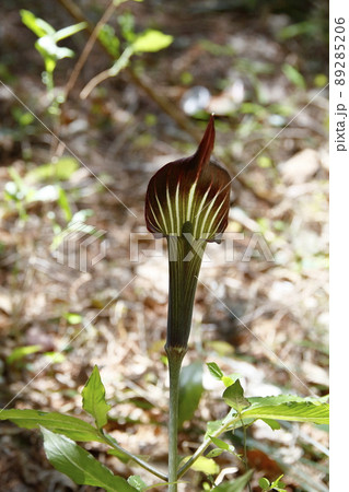 マムシグサ マムシグサ 89285206