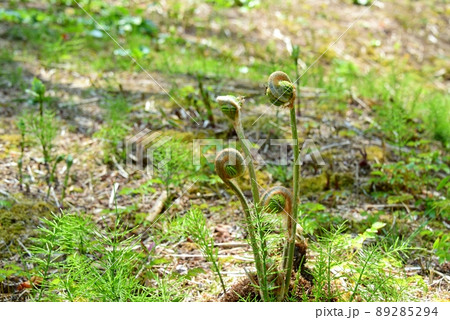 ゼンマイ ゼンマイ 89285294