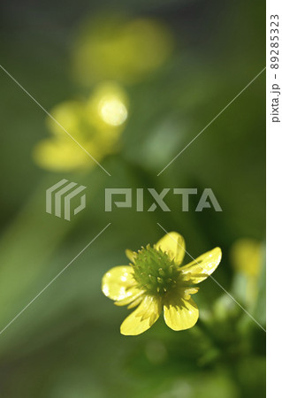 タガラシの花 タガラシの花 89285323