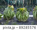 白菜の頭縛り 89285576