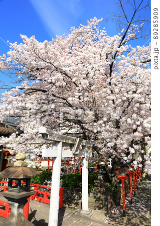 春の六孫王神社　満開の桜 89285909