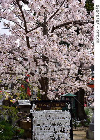 帯解寺の桜 帯解寺の桜 89286040
