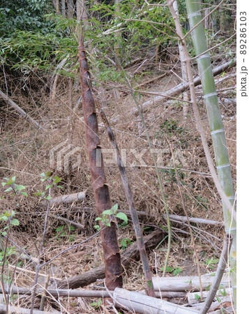 初夏のタケノコ 初夏のタケノコ 89286103