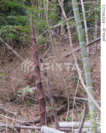 初夏のタケノコ 89286121