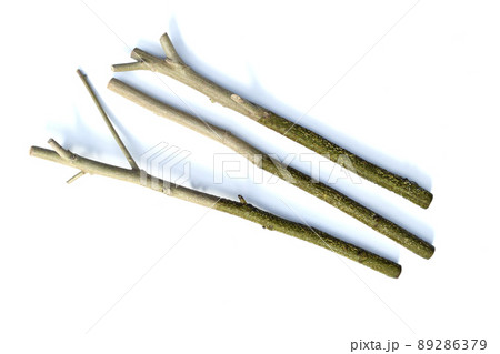 酔芙蓉 挿し木で増やす ( fix撮影 ) 酔芙蓉 挿し木で増やす ( fix撮影 ) 89286379