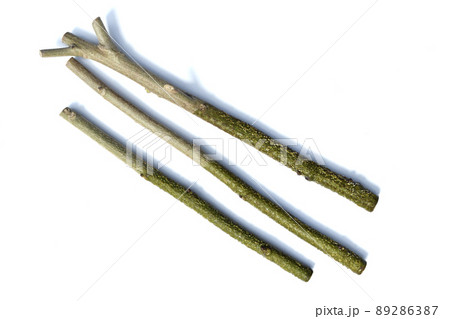 酔芙蓉 挿し木で増やす ( fix撮影 ) 酔芙蓉 挿し木で増やす ( fix撮影 ) 89286387